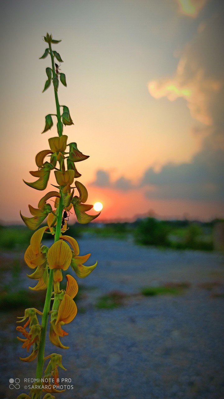 A beautiful Sunset