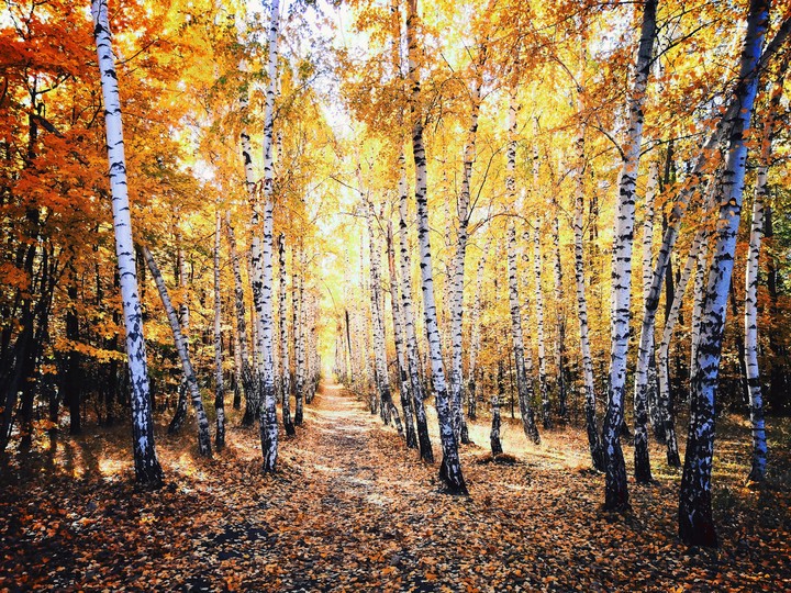 Russian tree