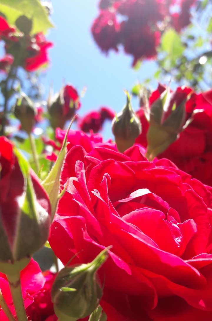 Red rose