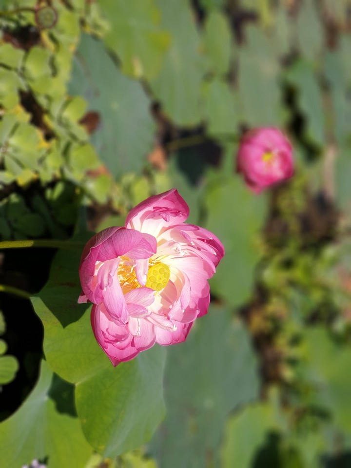 수련