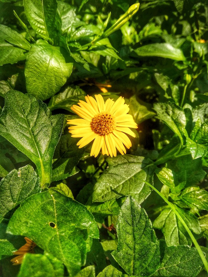 hot summer day's