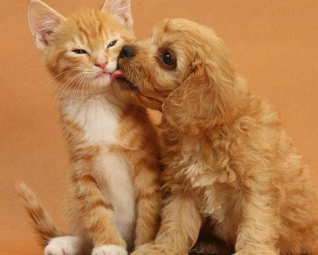 cat and dog