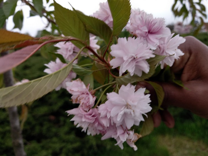 sakura