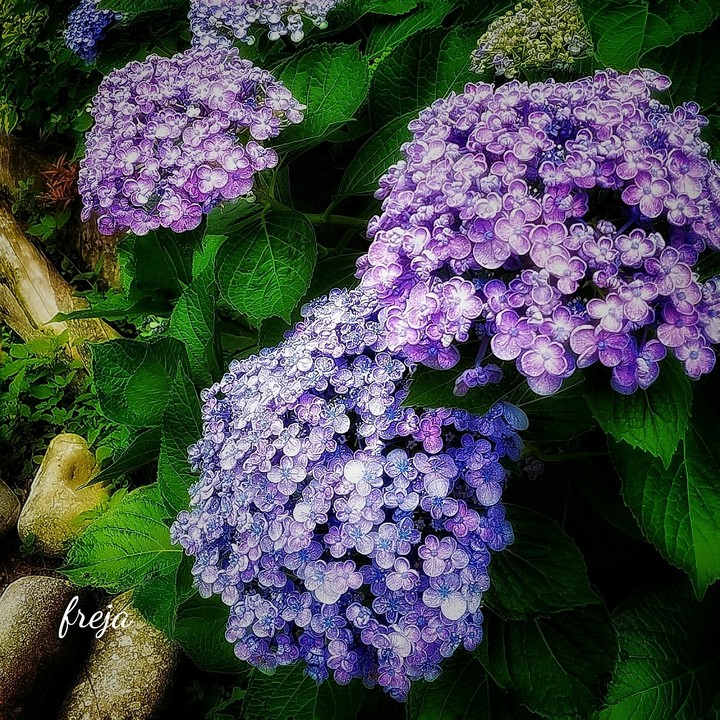 梅雨