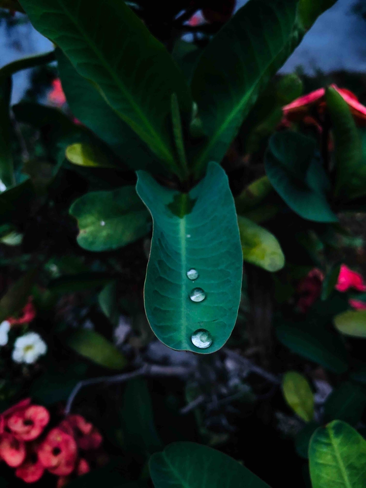 shotoniphone