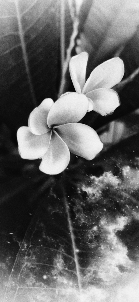 flower...