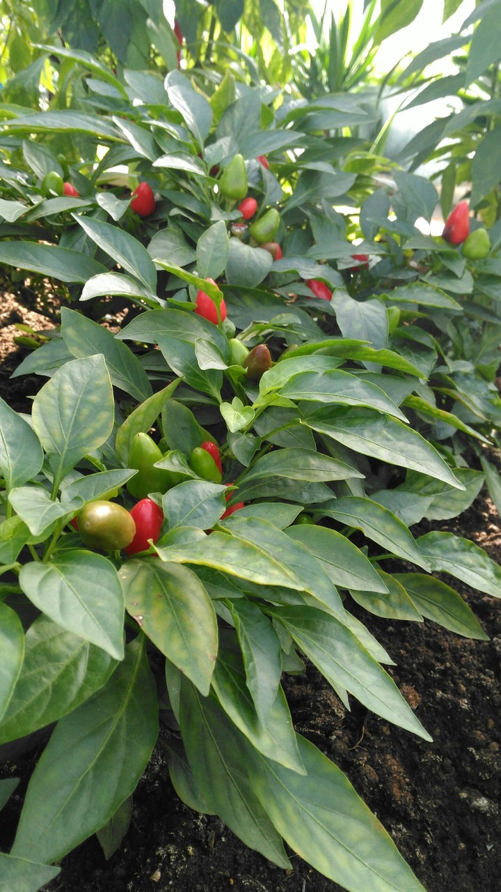 pepper, sera