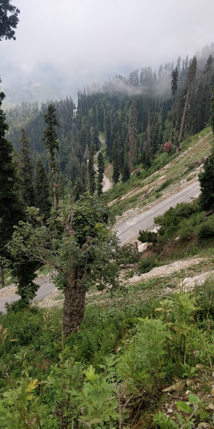 Gingle kashmir