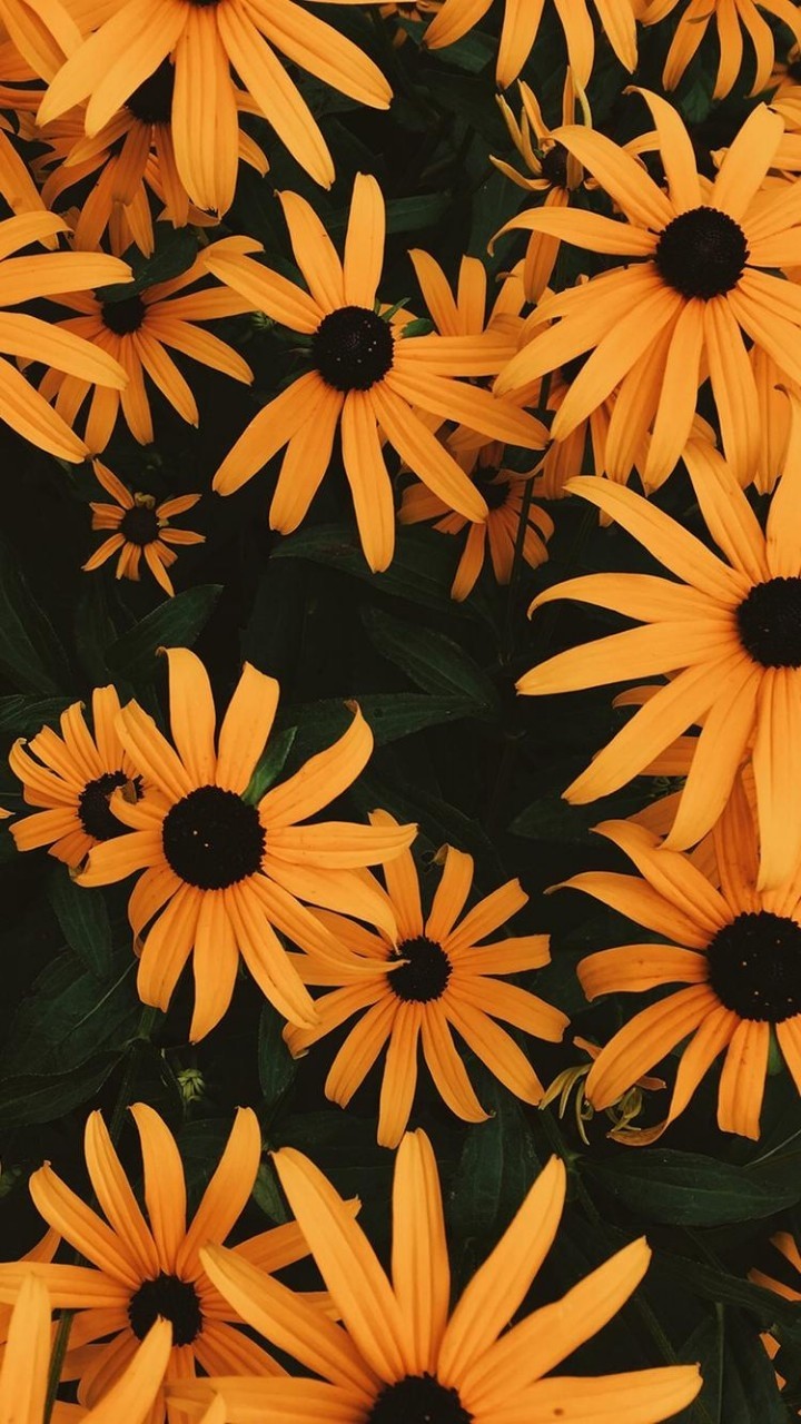 flowers, nature, spring, summer