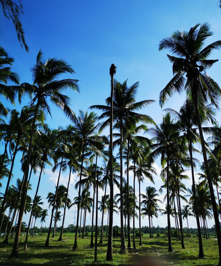 coconut trees