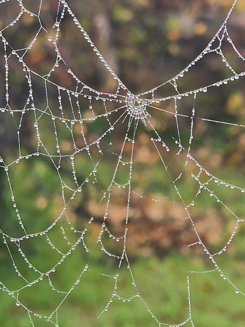 тапети wildlife, pattern