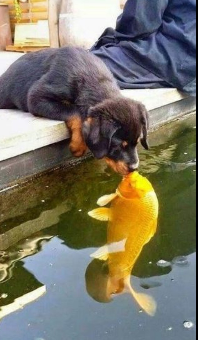 tierno