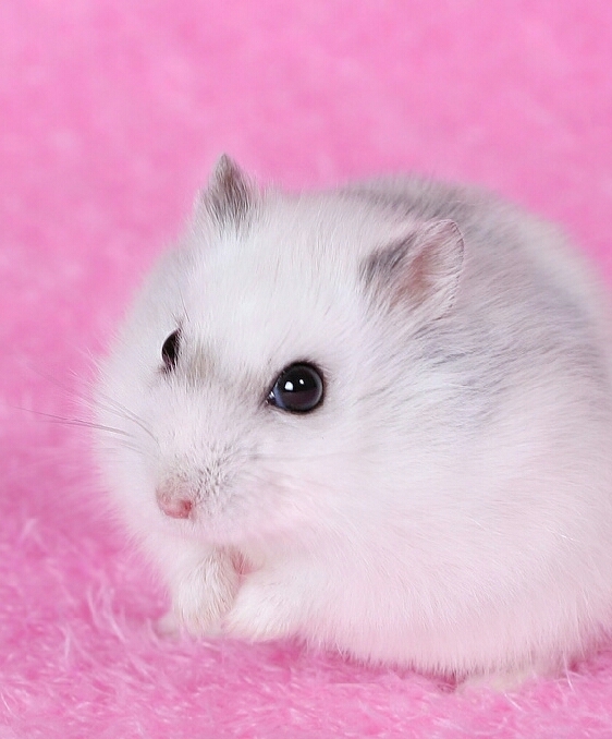 Fare / Mouse,Mice
