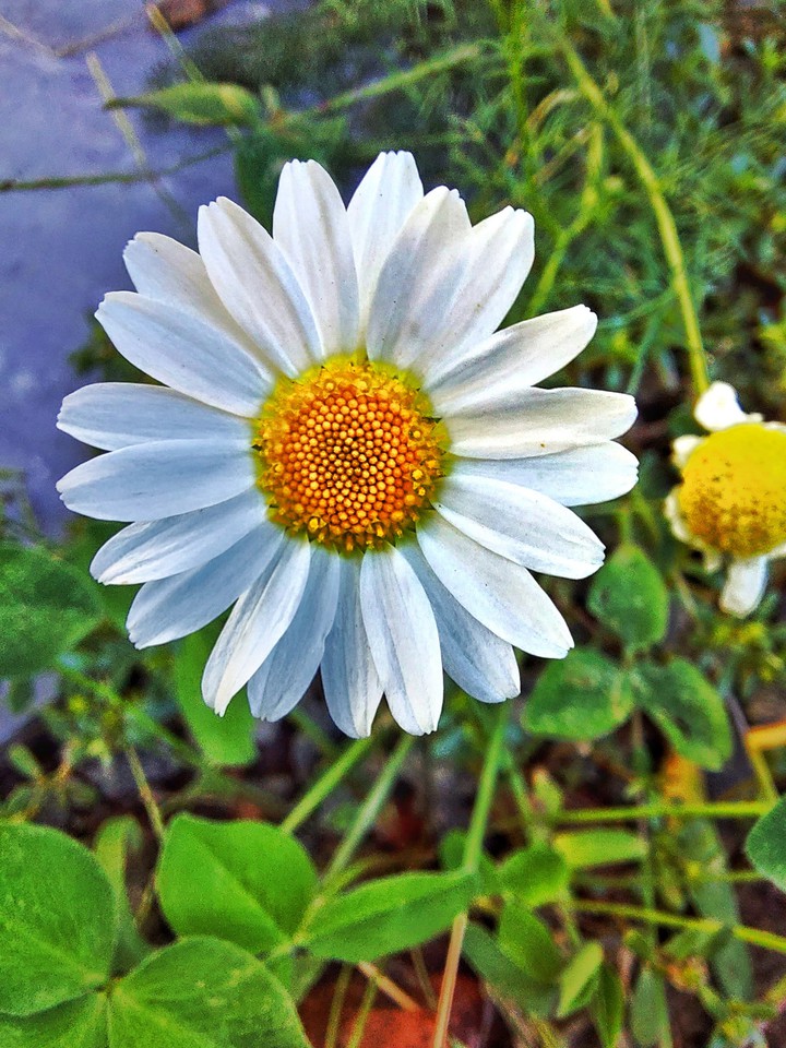 chamomile