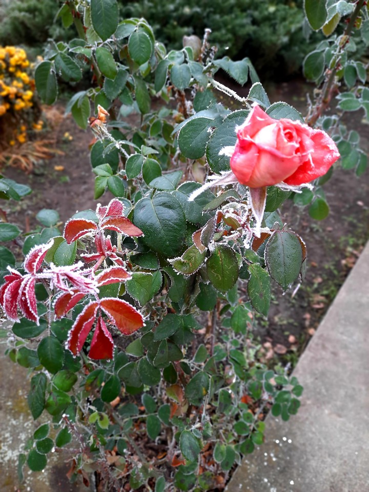 frosty rose