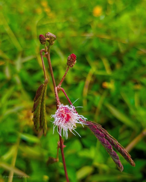 nature
