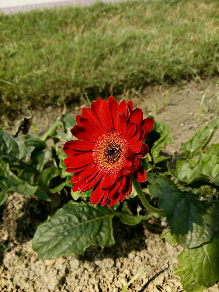 keep your face towards sun,you will never see the shadow