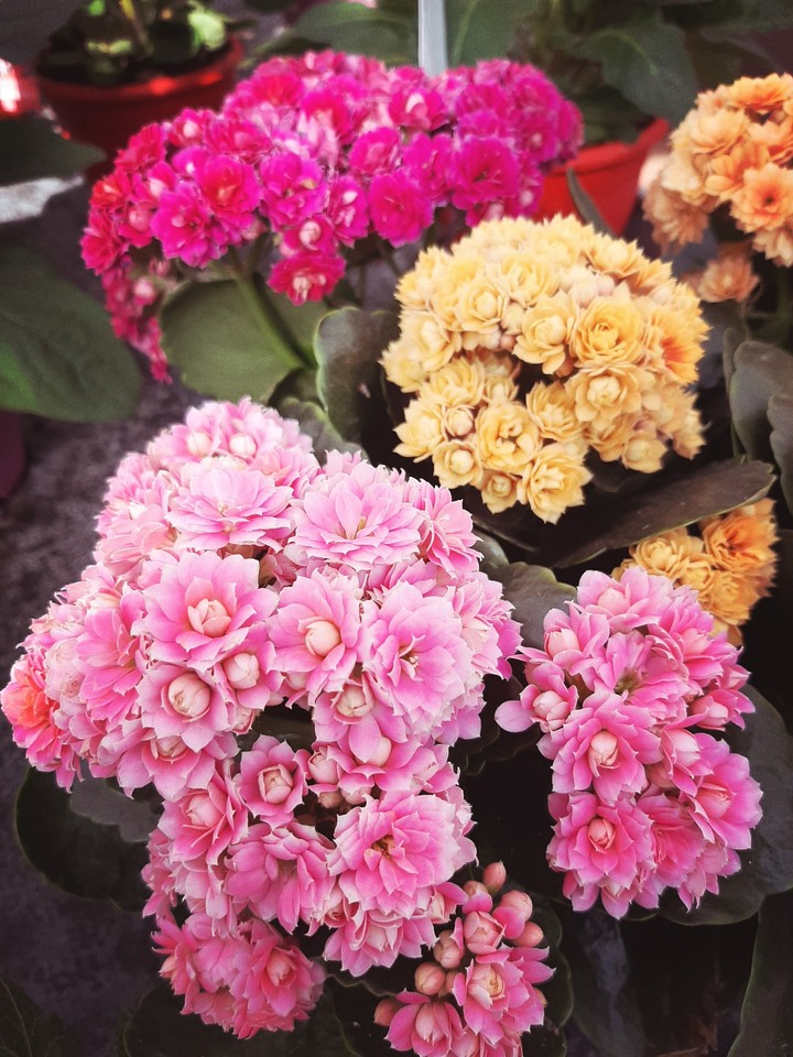 Colourful flowers