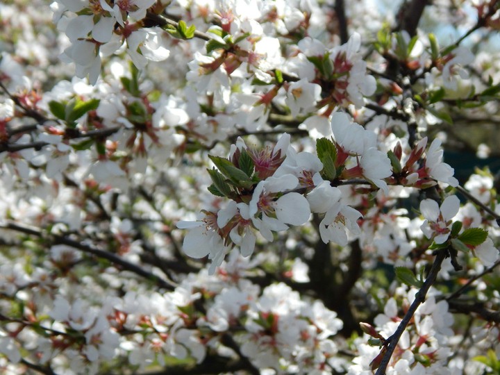 Cherry blossoms