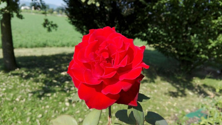 una rosa rossa