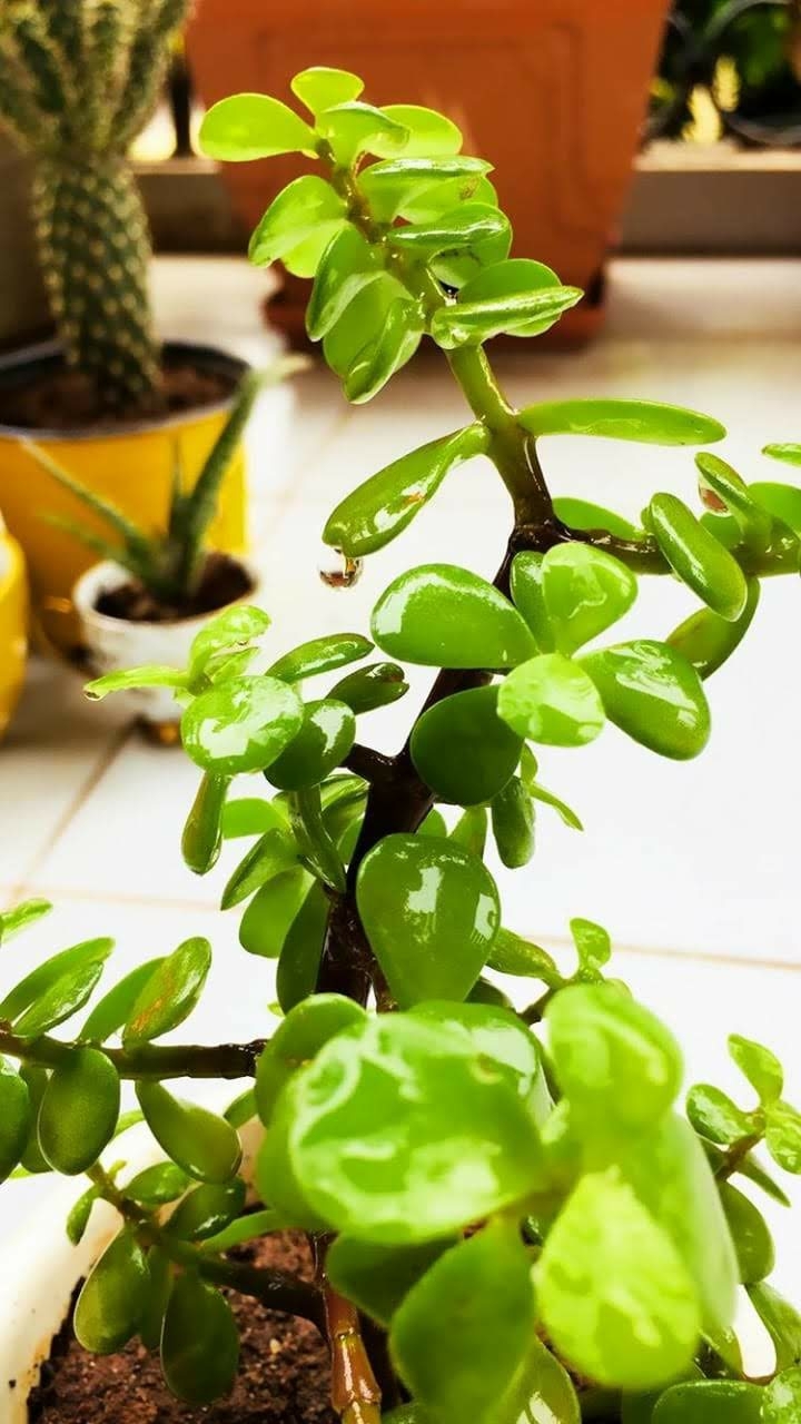 jade