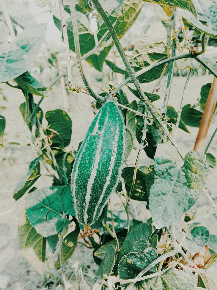 anan