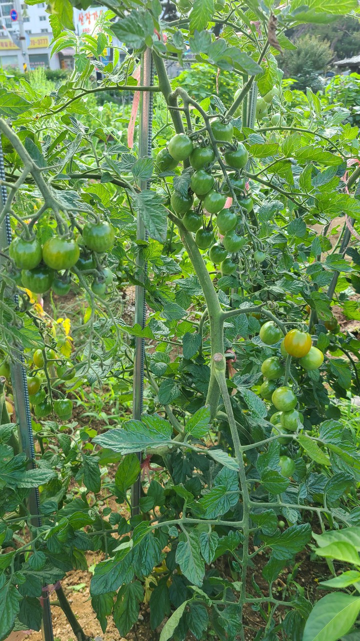 vegetable garden