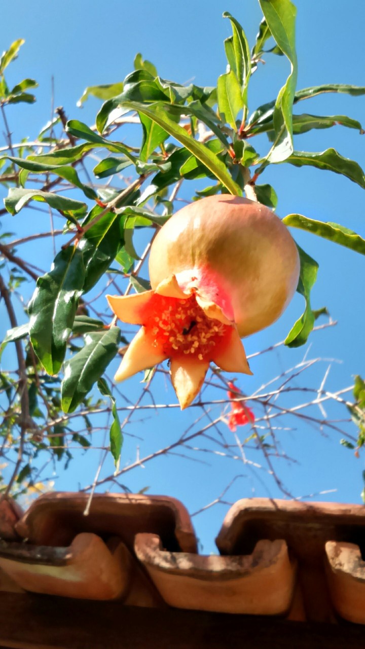 Pequena Romã