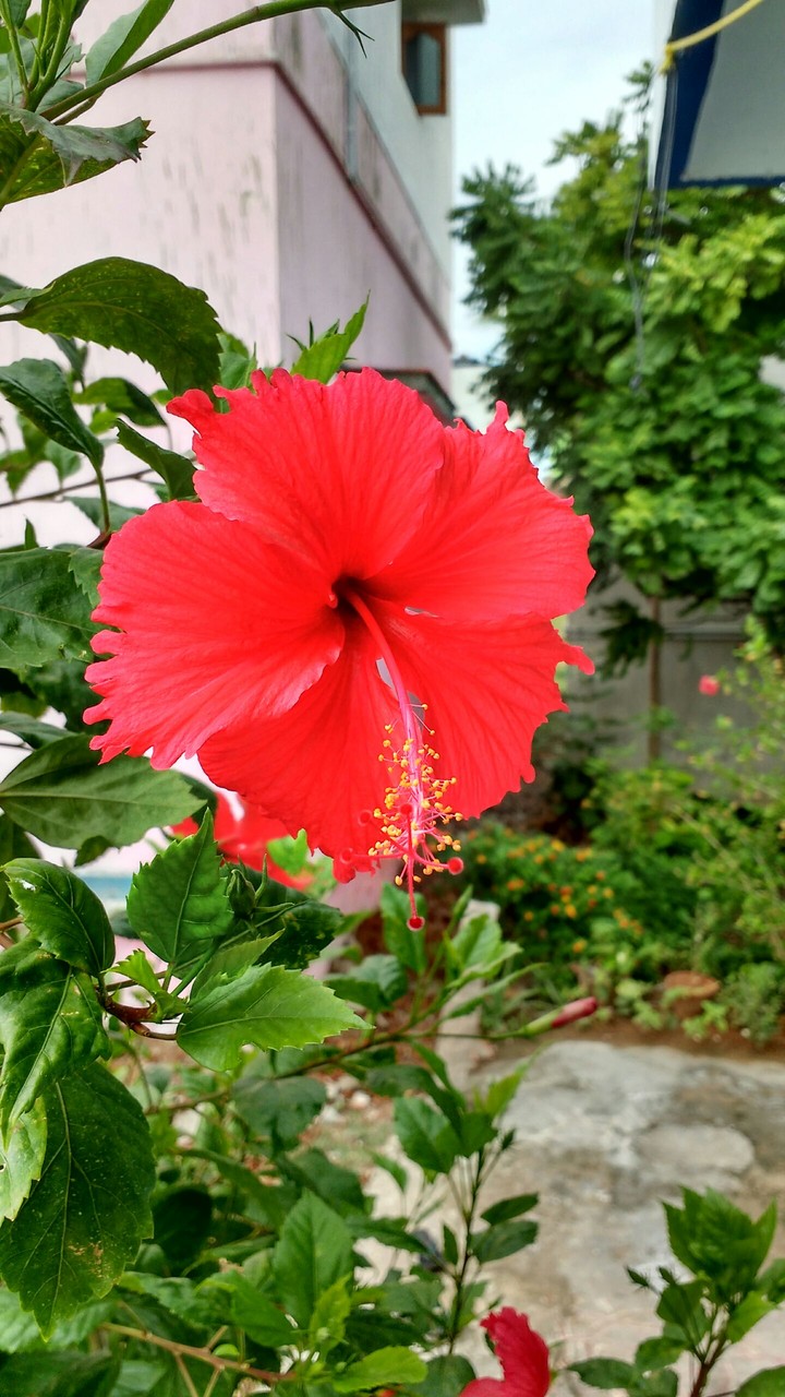rosa