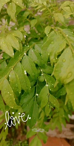 Greenery love