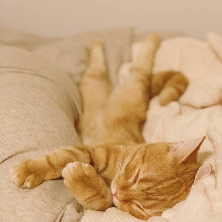 cat