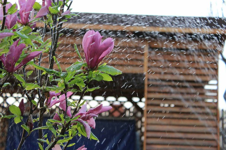 Sprinkler enhances flower's appearance