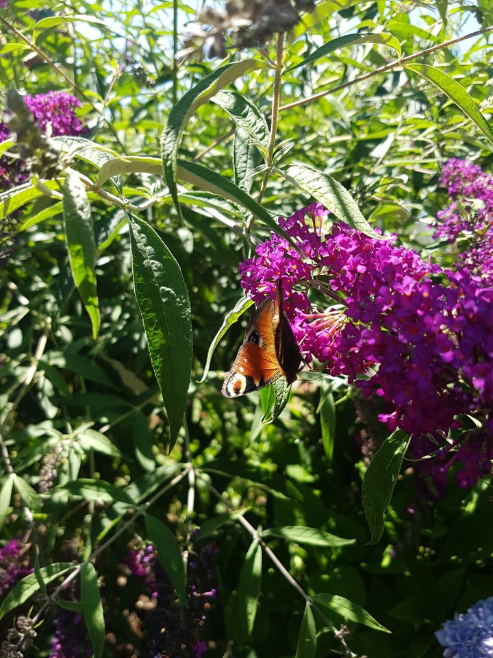 Butterfly2