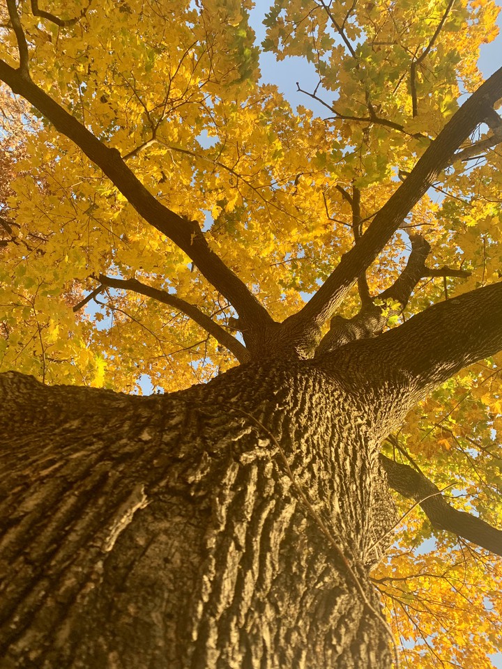 autumn fall