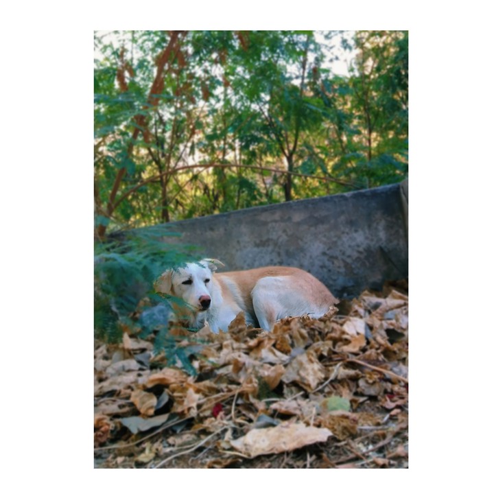 Dog ?