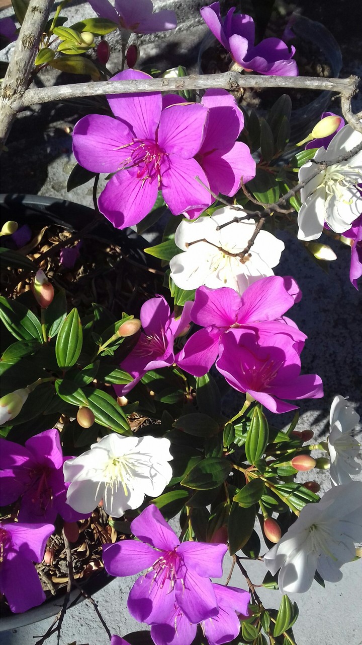 Flores