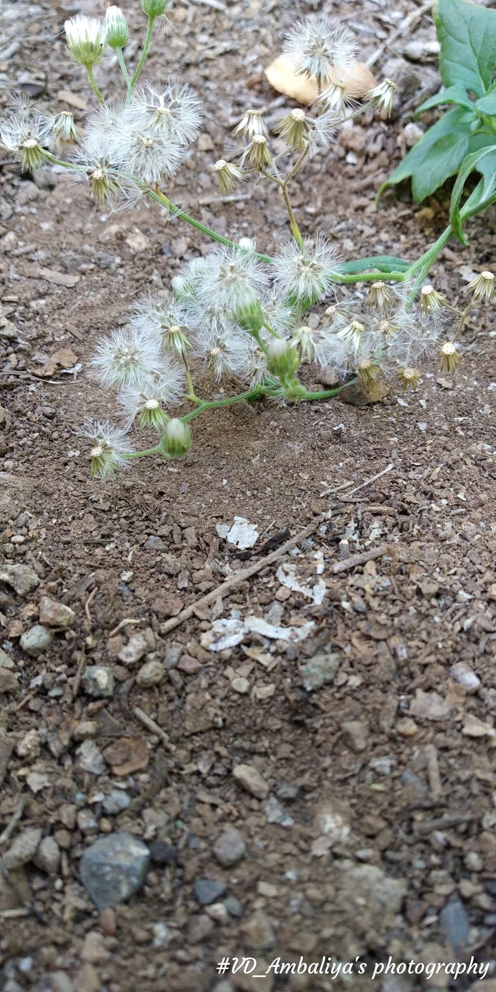 NATURE