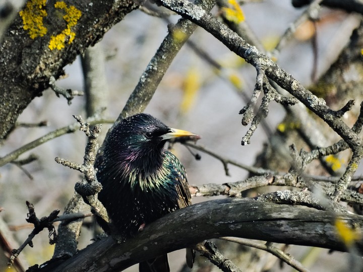 bird