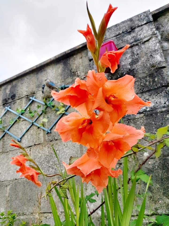 There is Something about Orange