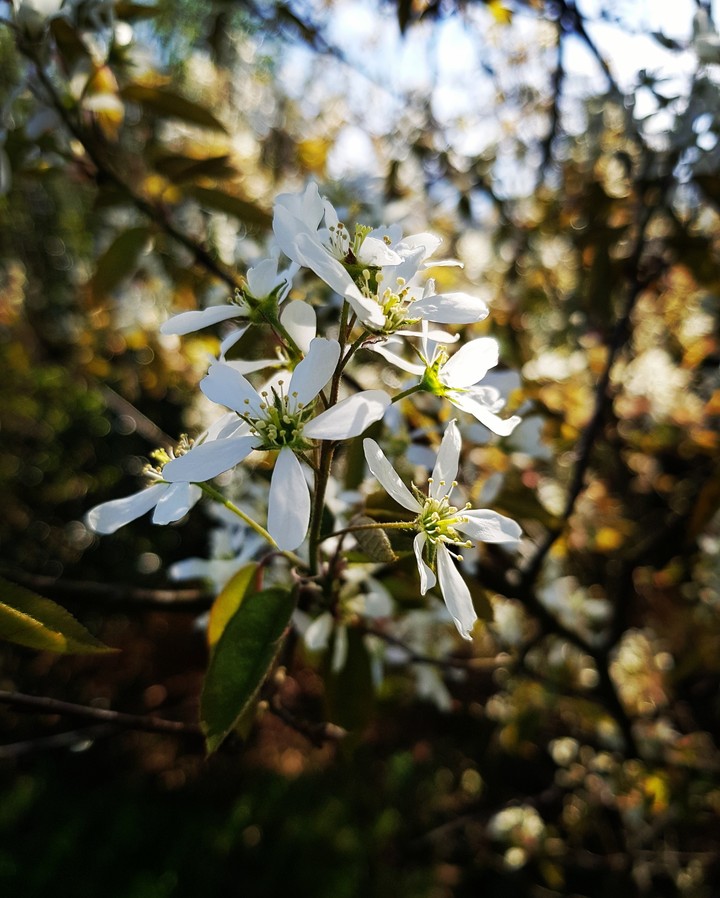White flower
