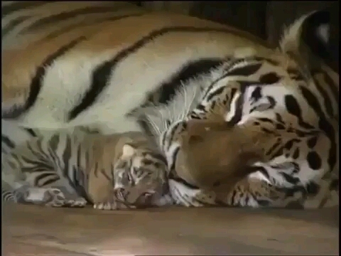 mom always love you