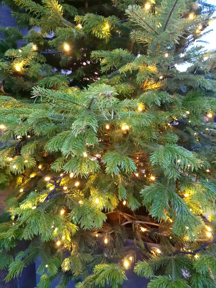 Tannenbaum