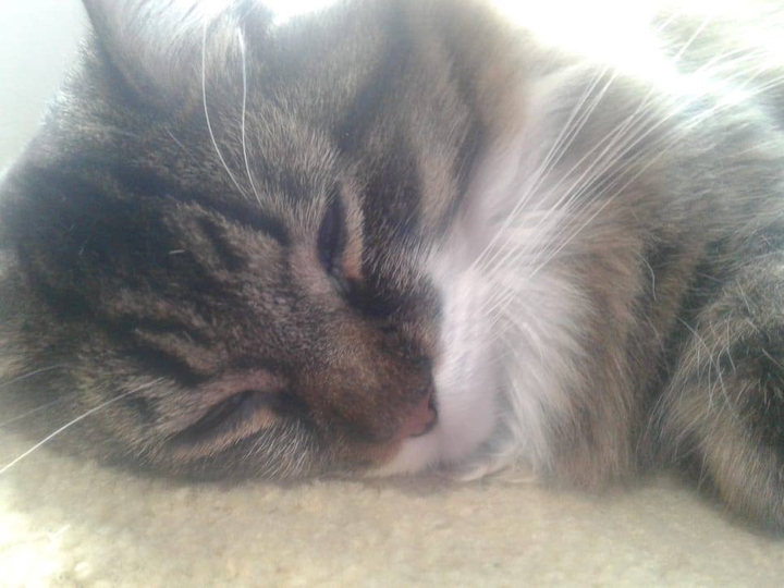 sleeping cat