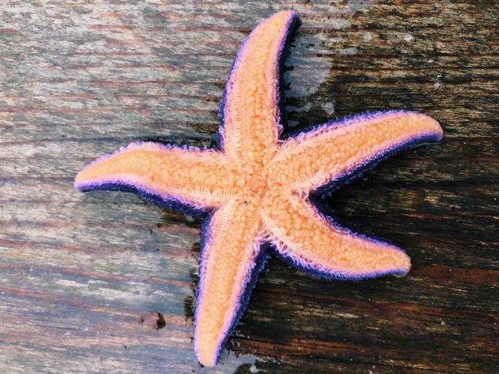 star