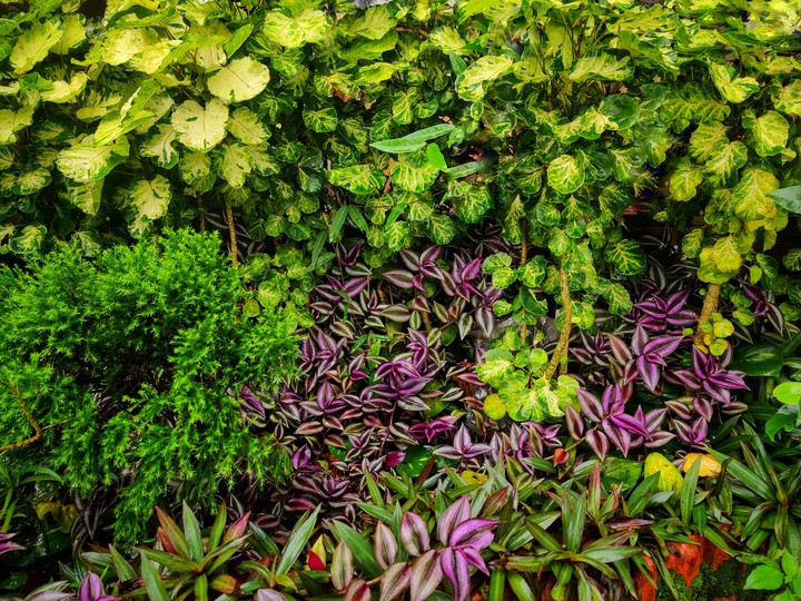 green and purple leaves
