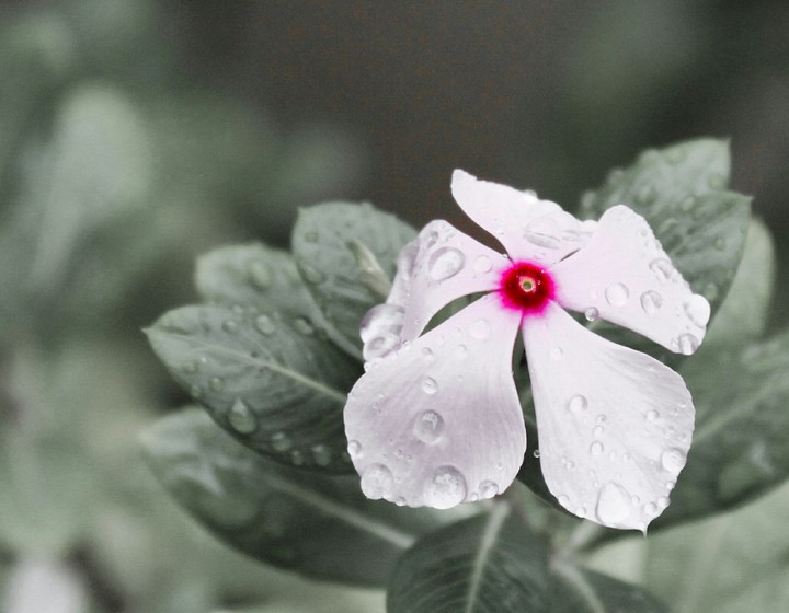 flower