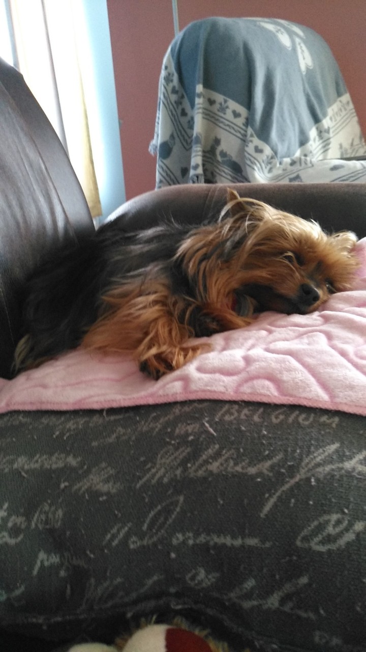 Yorkshire terrier