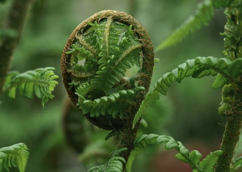 pteridophytes, fern háttérképek