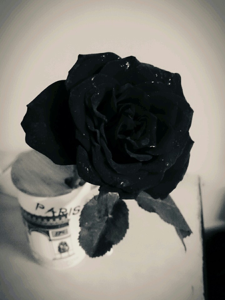 Rose for hearts