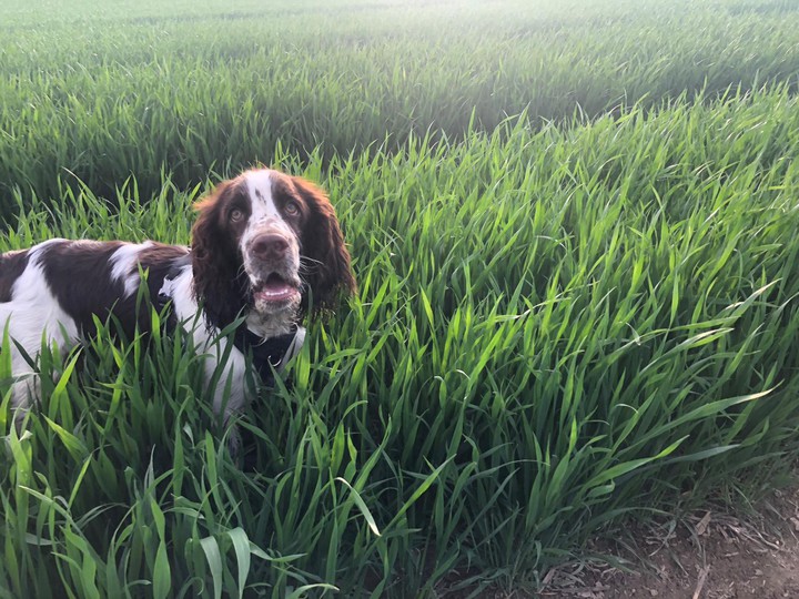 spaniel